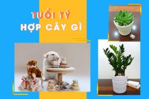 Tuổi Tý hợp cây gì? Cây phong thủy cho người tuổi Tý