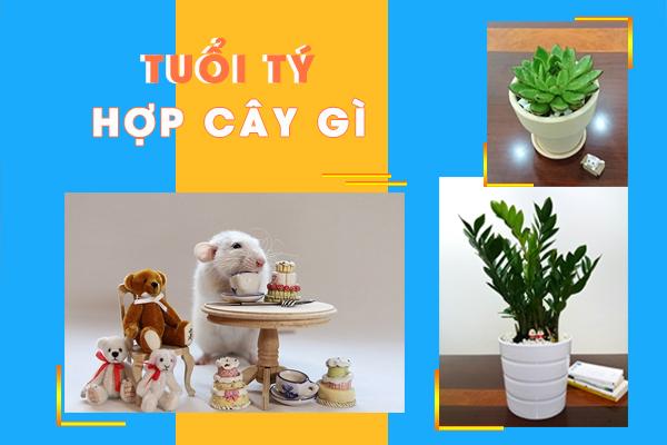 Trong phong thủy tuổi tý hợp cây gì