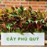 Cây phú quý hợp mệnh gì? Ý nghĩa, cách trồng và chăm sóc