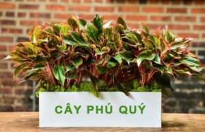 Cây phú quý hợp mệnh gì? Ý nghĩa, cách trồng và chăm sóc