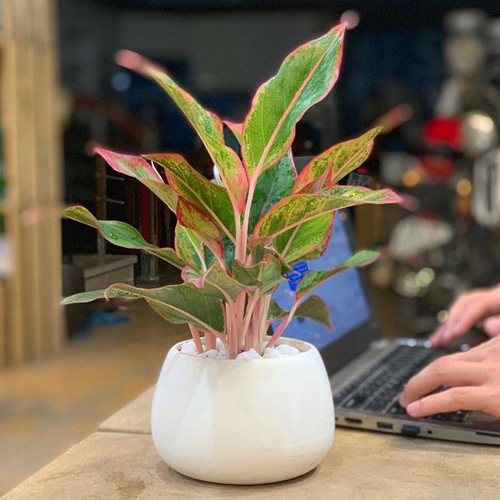 trong va cham soc cay phu quy