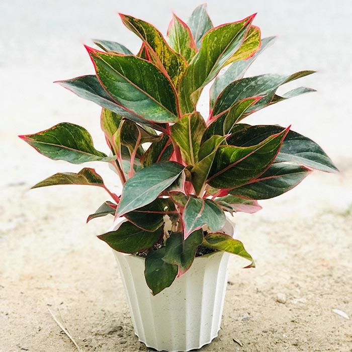 trong va cham soc cay phu quy