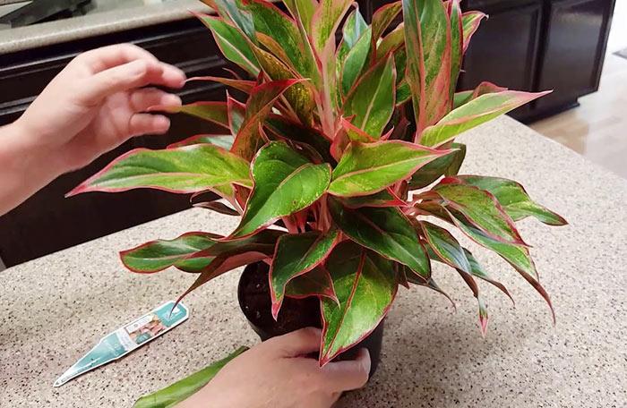 trong va cham soc cay phu quy