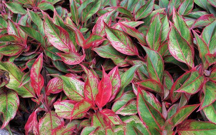 trong va cham soc cay phu quy