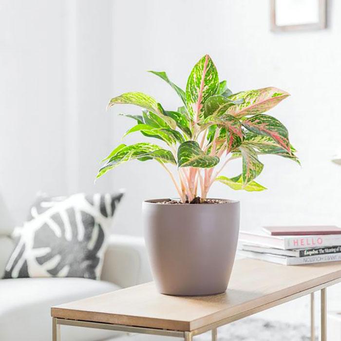 cay phu quy co doc khong