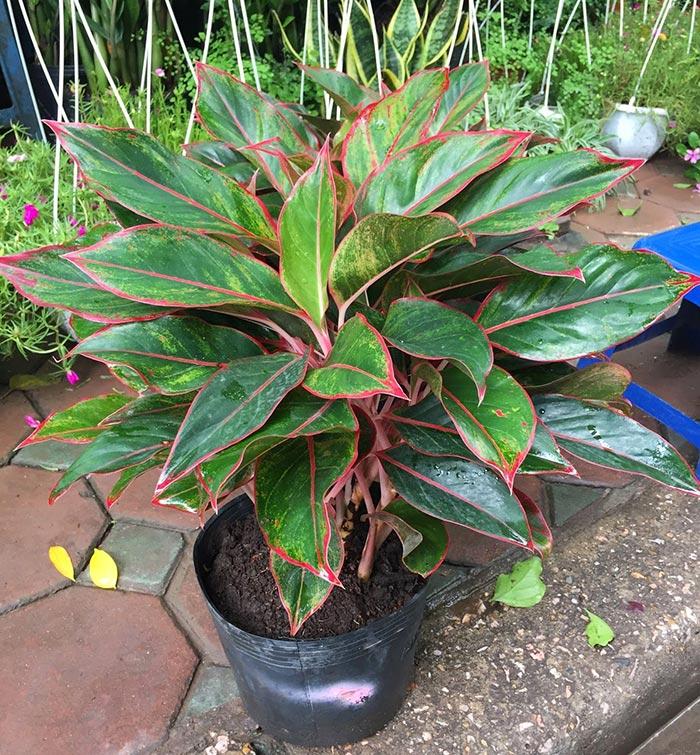 cay phu quy co doc khong