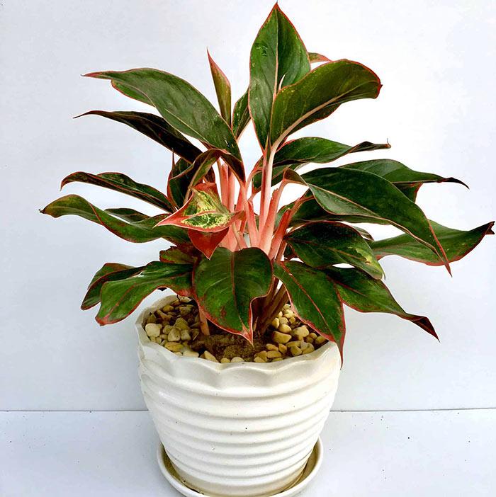 cay phu quy hop menh gi