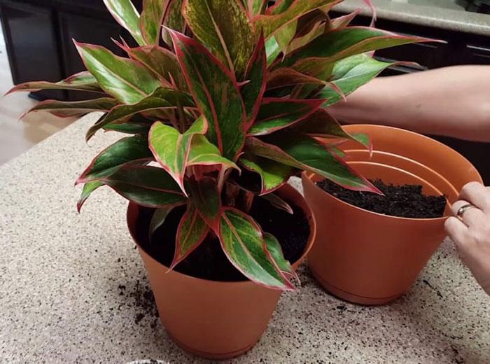 trong cay phu quy trong dat