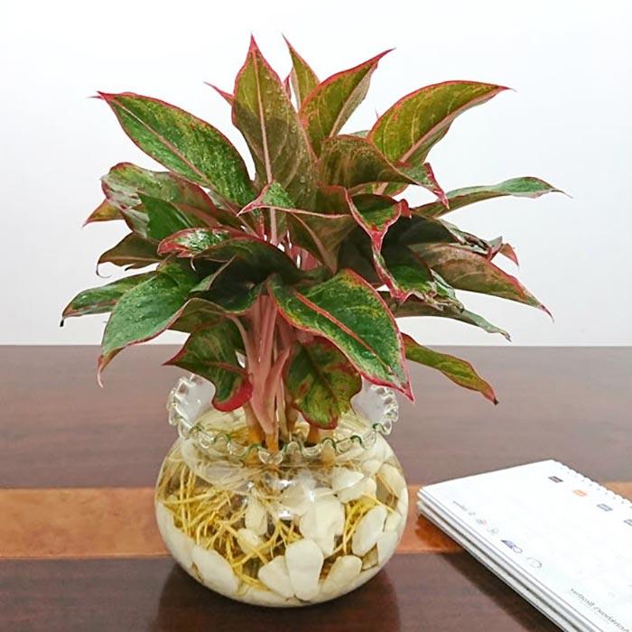 trong cay phu quy thuy sinh