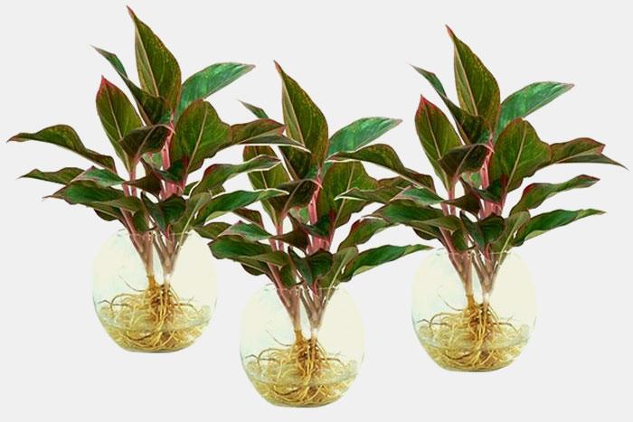 trong cay phu quy thuy sinh