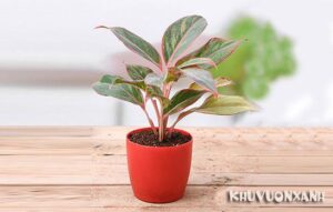 Cây phú quý có hoa không? Cây phú quý ra hoa có ý nghĩa gì?