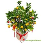 Cây Quất Cảnh nhỏ