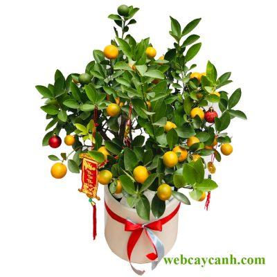 Cây Quất Cảnh nhỏ