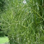 Cây quỳnh giao mua ở đâu ? Công dụng của nó thế nào ?