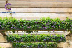 Top 10 Dây Leo Rũ Trồng Ngoài Ban Công