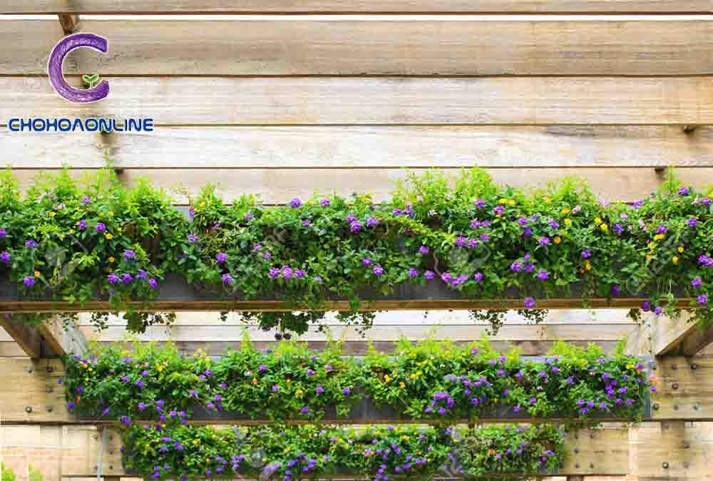 Top 10 Dây leo rũ trồng ngoài ban công