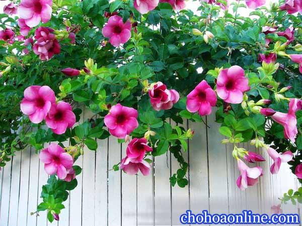 Top 10 Dây leo rũ trồng ngoài ban công