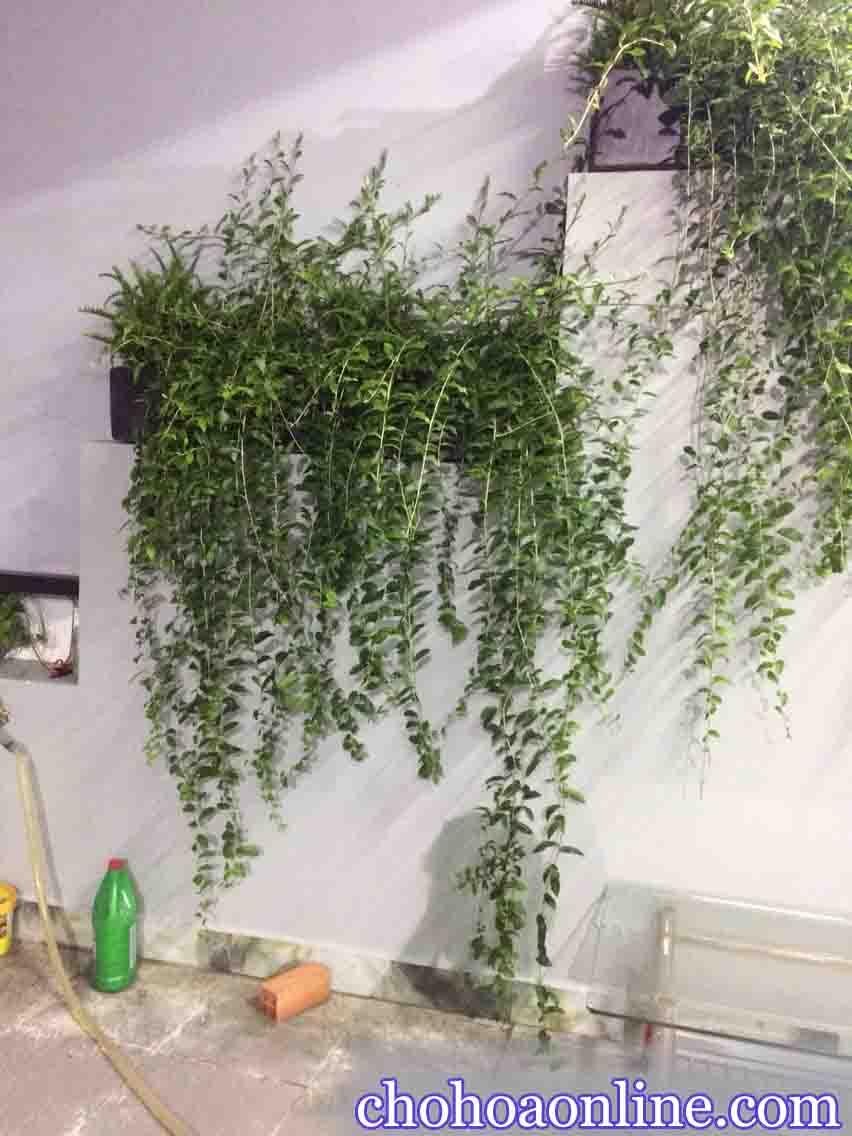 Top 10 Dây leo rũ trồng ngoài ban công
