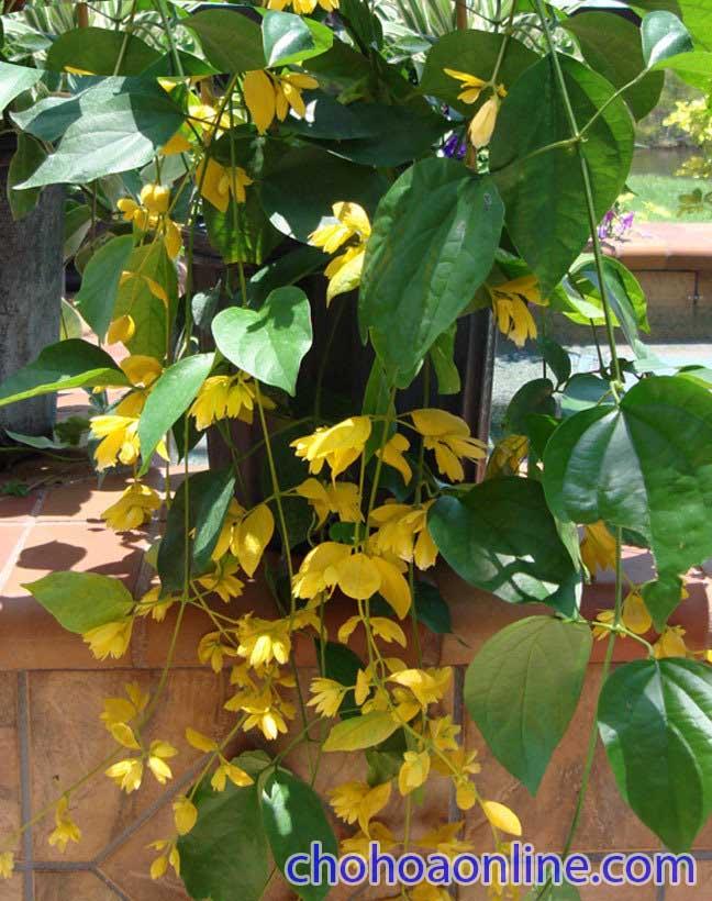 Top 10 Dây leo rũ trồng ngoài ban công