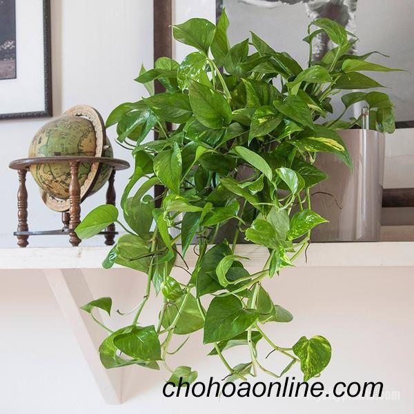 Top 10 Dây leo rũ trồng ngoài ban công