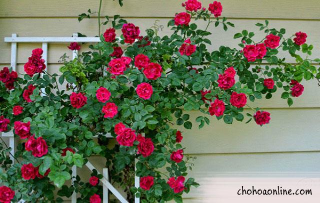 Top 10 Dây leo rũ trồng ngoài ban công