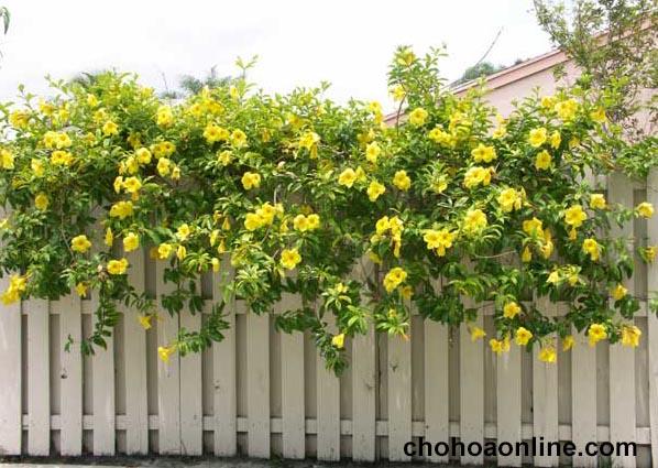 Top 10 Dây leo rũ trồng ngoài ban công