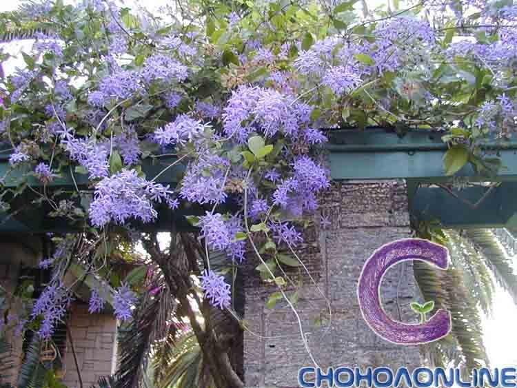 Top 10 Dây leo rũ trồng ngoài ban công