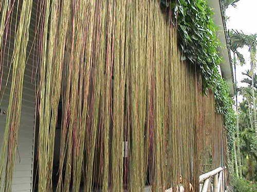 Top 10 Dây leo rũ trồng ngoài ban công