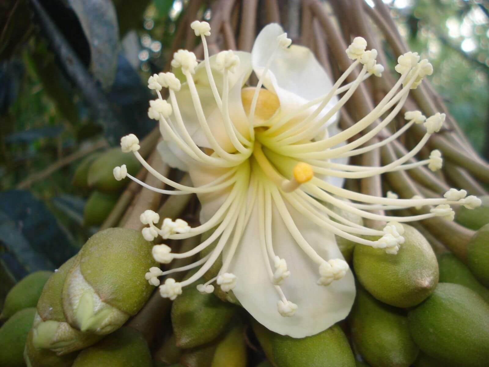 Cây sầu riêng được trồng ở đâu?