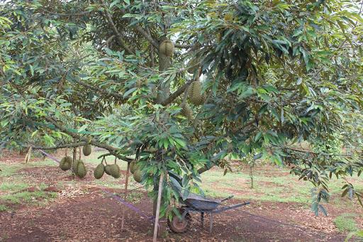 Kỹ thuật trồng và chăm sóc sầu riêng đạt năng suất