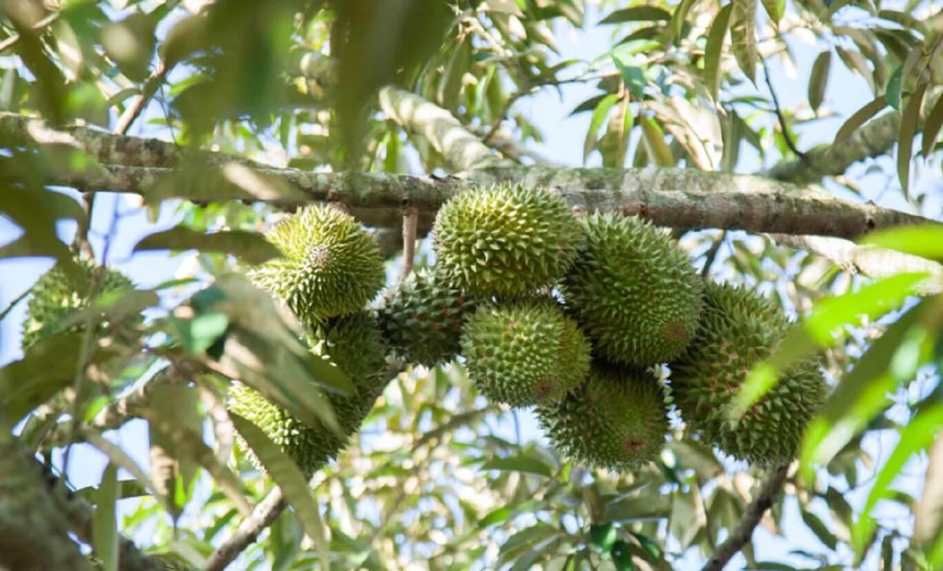 Kỹ thuật chọn và nhân giống