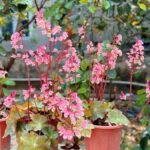 Cây sen cạn - Cho hoa quanh năm, Hoa có 2 màu đỏ và hồng