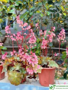 Cây sen cạn - Cho hoa quanh năm, Hoa có 2 màu đỏ và hồng