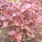 Cây tai tượng đỏ công dụng trồng viền công trình ít cần chăm sóc