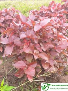 Cây tai tượng đỏ công dụng trồng viền công trình ít cần chăm sóc