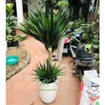 Top 10 cây cảnh tặng khai trương ý nghĩa nhất 2021