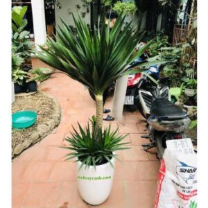 Top 10 cây cảnh tặng khai trương ý nghĩa nhất 2021