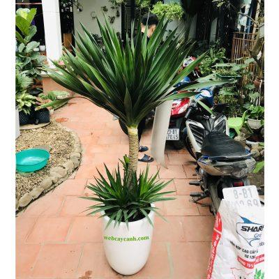 Top 10 cây cảnh tặng khai trương ý nghĩa nhất 2021