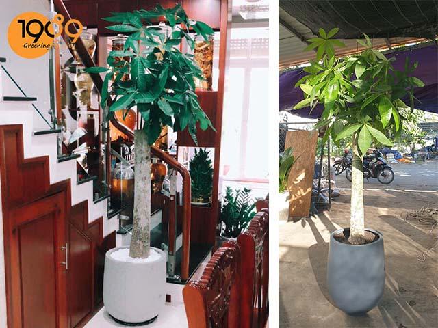 Top 15 các loại cây thân gỗ trồng được trong nhà, quán cafe, resort