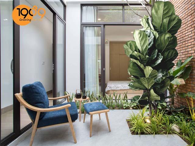 cây bàng singapore thân gỗ trồng được trong nhà