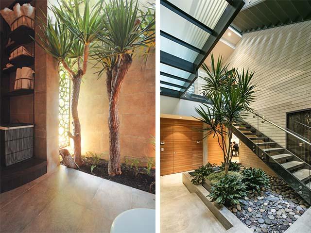 cây phát tài núi thân gỗ trồng được trong nhà