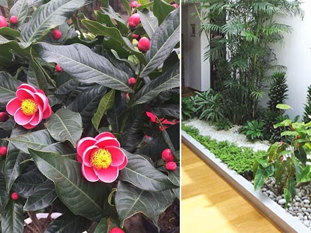 cây hoa hải đường thân gỗ trồng trong nhà