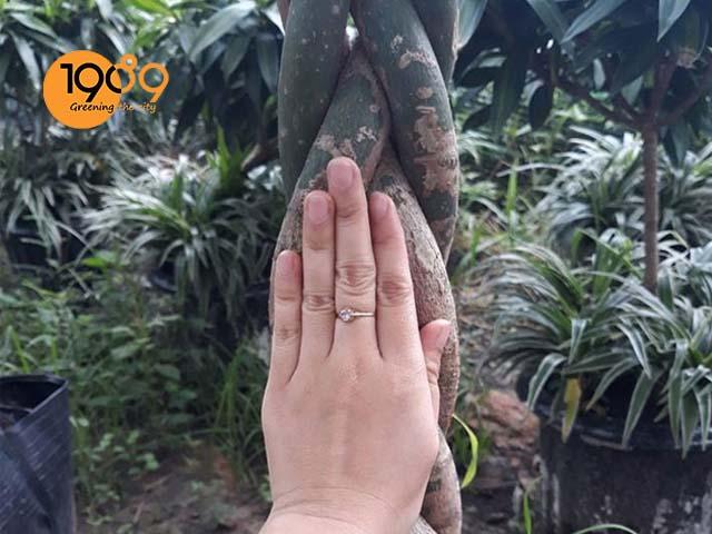 Cây Kim Ngân Thắt Bím - Ý Nghĩa Phong Thủy - VỊ Trí Đặt Cây