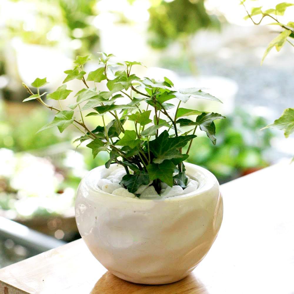 Cây thường xuân - Đặc điểm, ý nghĩa phong thủy, cách trồng và chăm sóc cho lá sum suê - 14