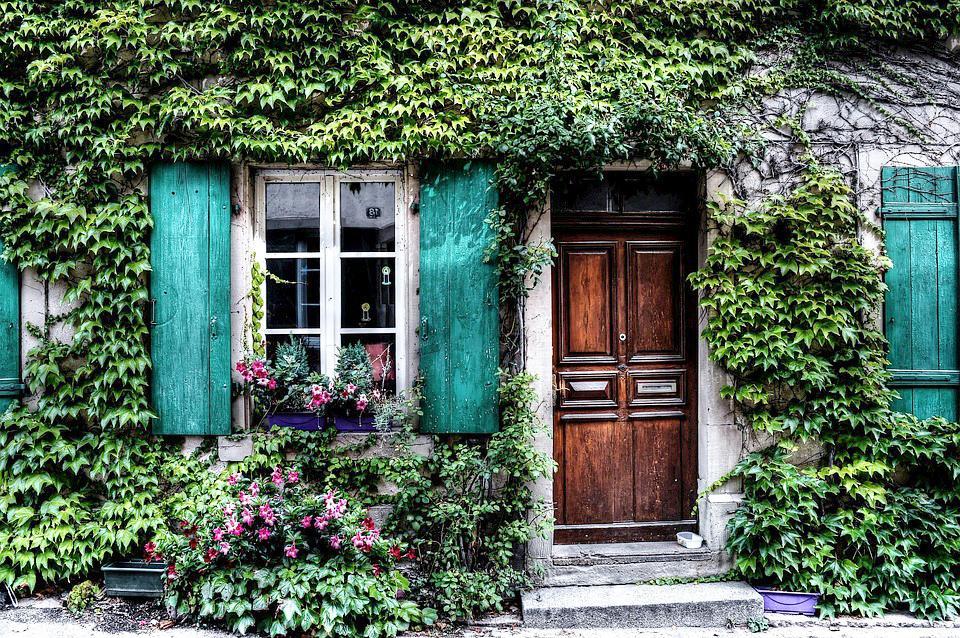 Cây thường xuân - Đặc điểm, ý nghĩa phong thủy, cách trồng và chăm sóc cho lá sum suê - 17