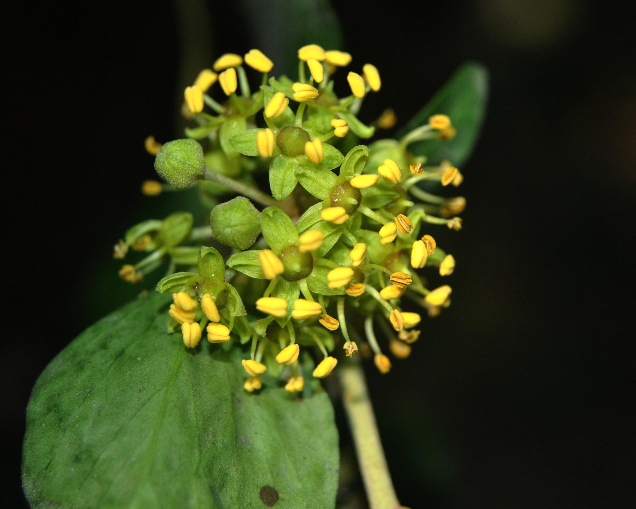 Cây thường xuân - Đặc điểm, ý nghĩa phong thủy, cách trồng và chăm sóc cho lá sum suê - 4