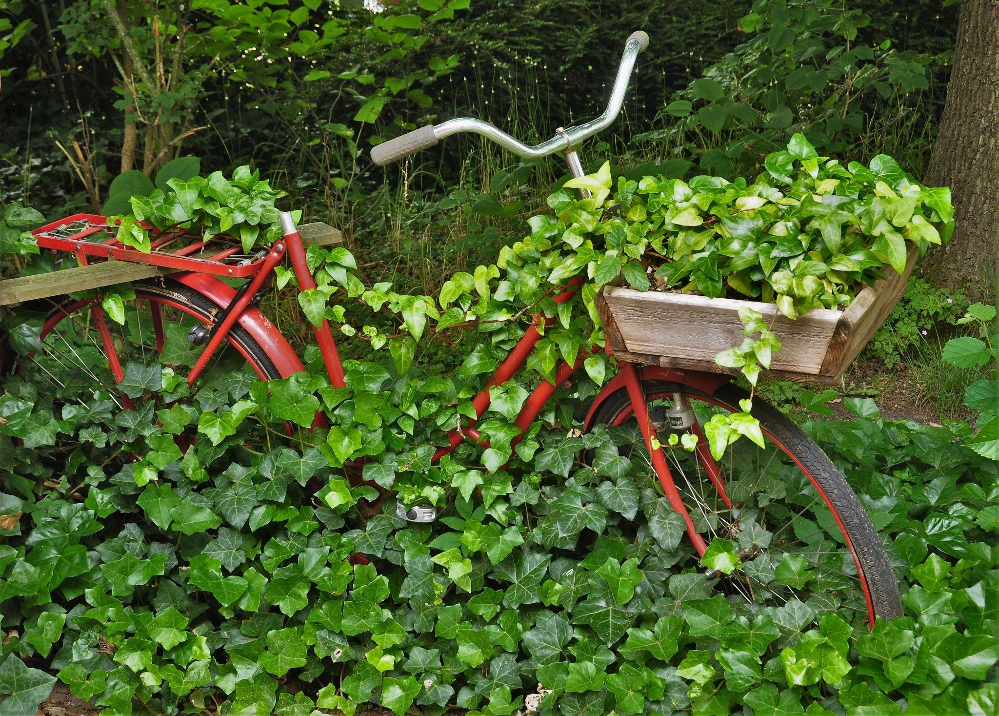 Cây thường xuân - Đặc điểm, ý nghĩa phong thủy, cách trồng và chăm sóc cho lá sum suê - 7