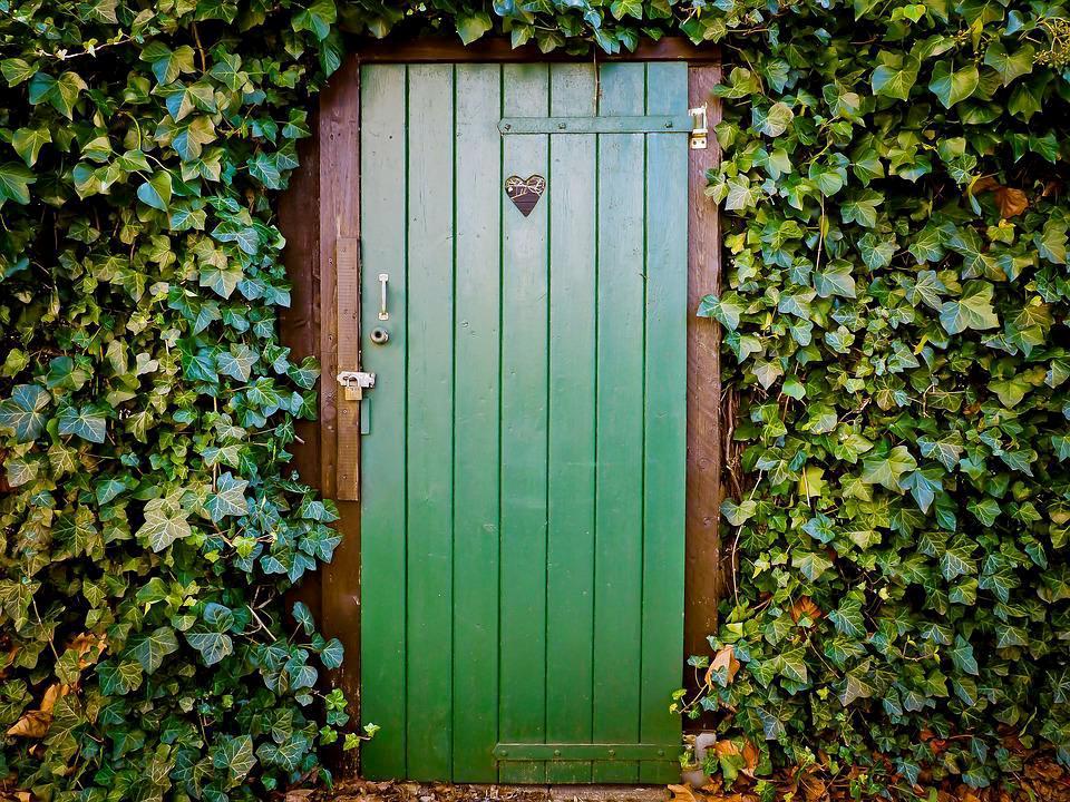 Cây thường xuân - Đặc điểm, ý nghĩa phong thủy, cách trồng và chăm sóc cho lá sum suê - 8