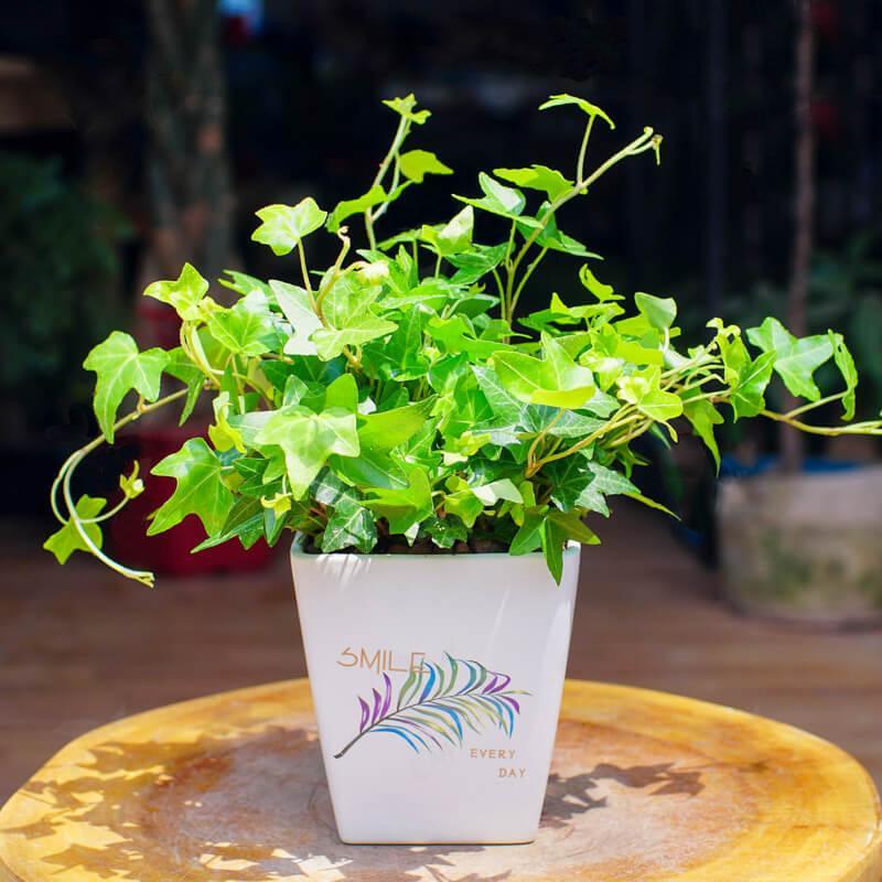 Cây thường xuân - Đặc điểm, ý nghĩa phong thủy, cách trồng và chăm sóc cho lá sum suê - 10