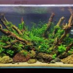 Top các loại cây thủy sinh dễ trồng, dễ chăm sóc trang trí không gian xanh cho tổ ấm của bạn